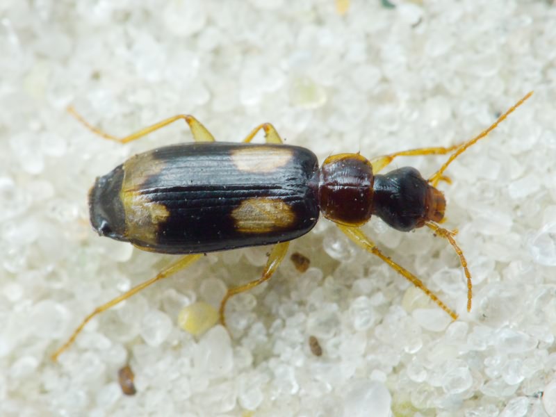 Dromius quadrimaculatus (Linnaeus, 1758)